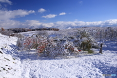 雪りんご