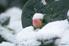 春探し
