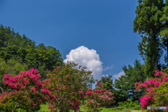 夏の終わりの花　６