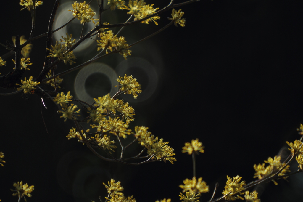 春小金花