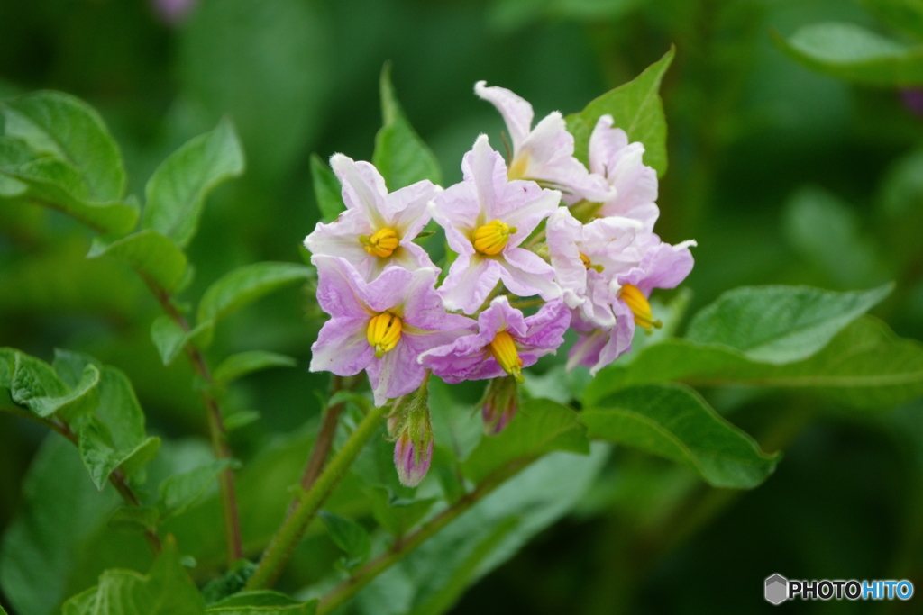 じゃがいもの花