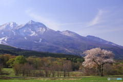 妙高と桜