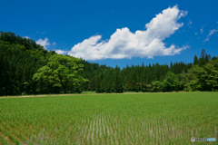 夏雲