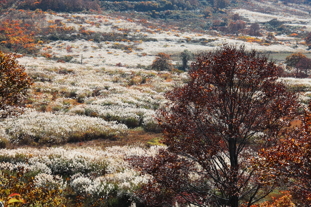 すすきいちめん