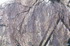 さくら三昧　４