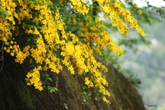 山吹色