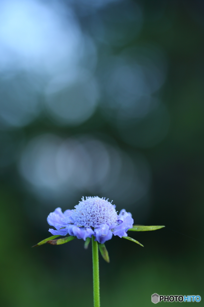 夏の終わりの花　４