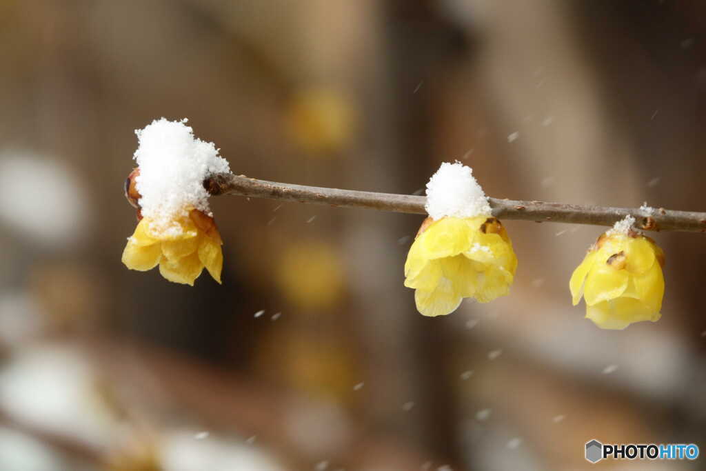 雪中四友　２