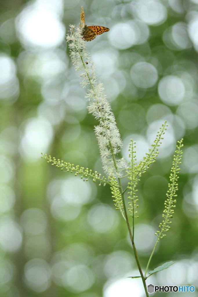 秋の花　３