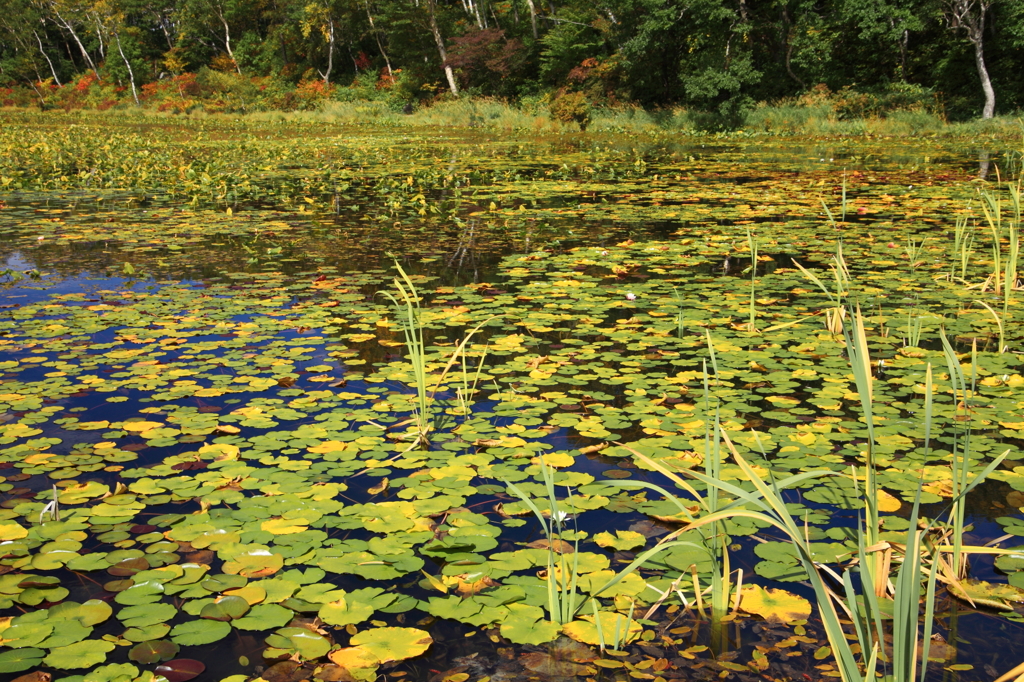 志賀高原紅葉情報２