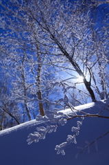 雪の花咲く