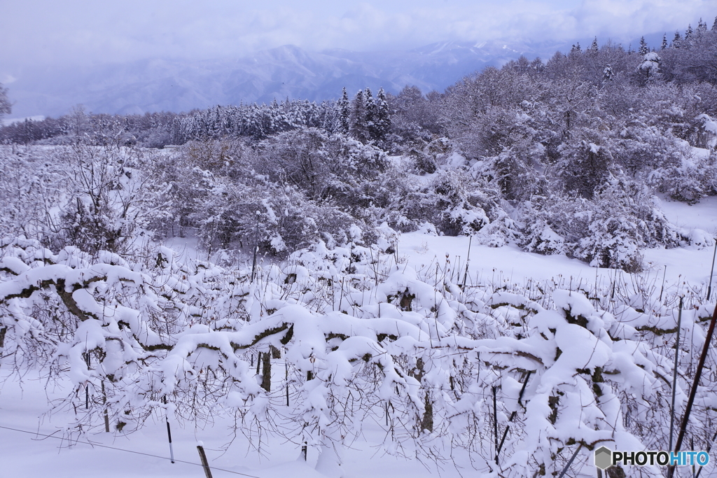 雪のりんご畑