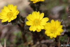花は花