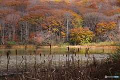 紅葉風景　7