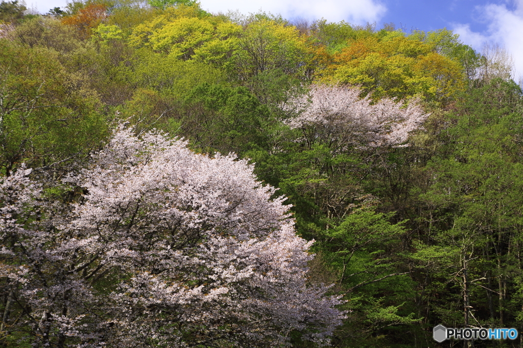 桜拾遺　４