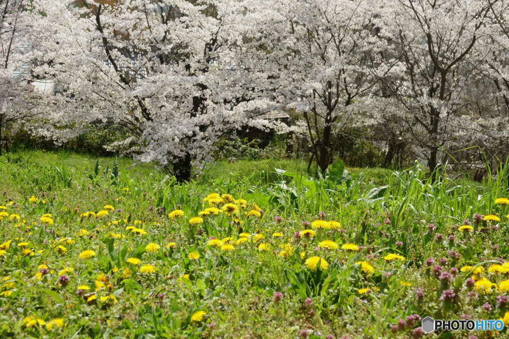 春の野