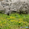 春の野