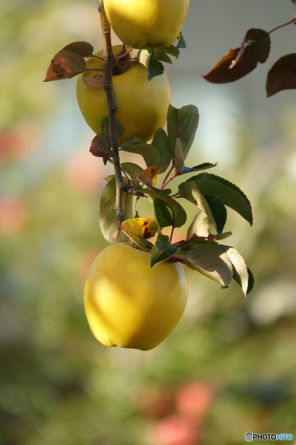 黄色い林檎