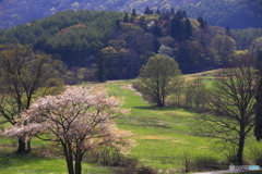 桜のある光景　１