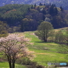 桜のある光景　１