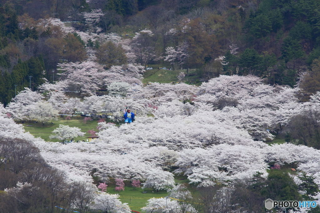 桜のある光景1　天狗の花見