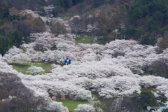 桜のある光景1　天狗の花見