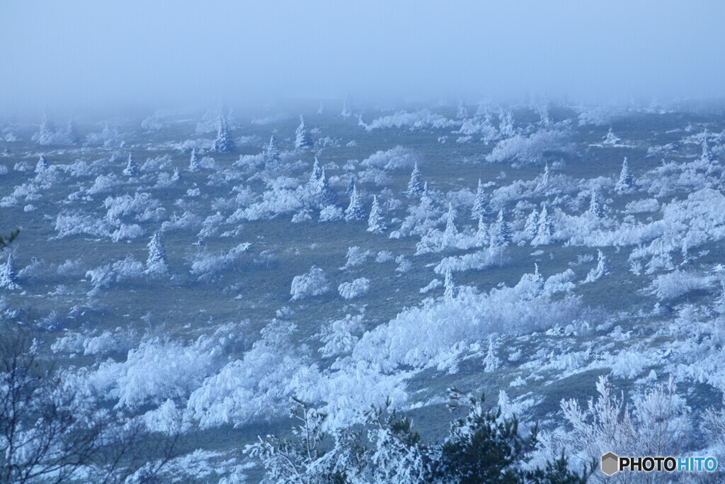 樹氷する光景