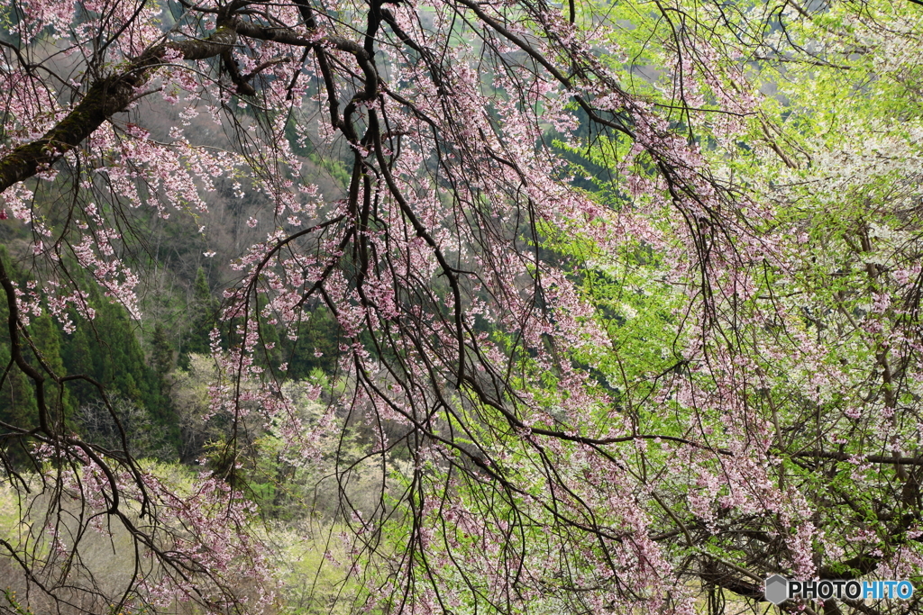 桜のある光景　１０