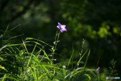 鎮魂