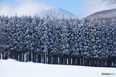 木立
