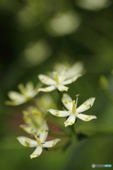 惹かれる花