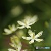 惹かれる花