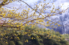 春小金花