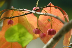 淡紅色