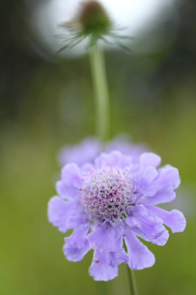 思い出の花