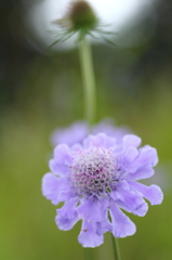 思い出の花