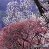 競艶