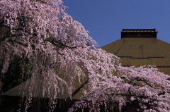 寺と桜
