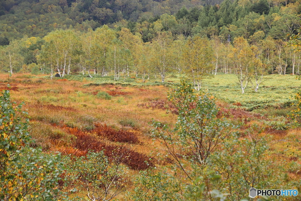 志賀高原紅葉情報　田の原湿原