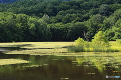 夏の池