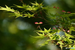 急に暑くなって