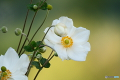 秋冥菊