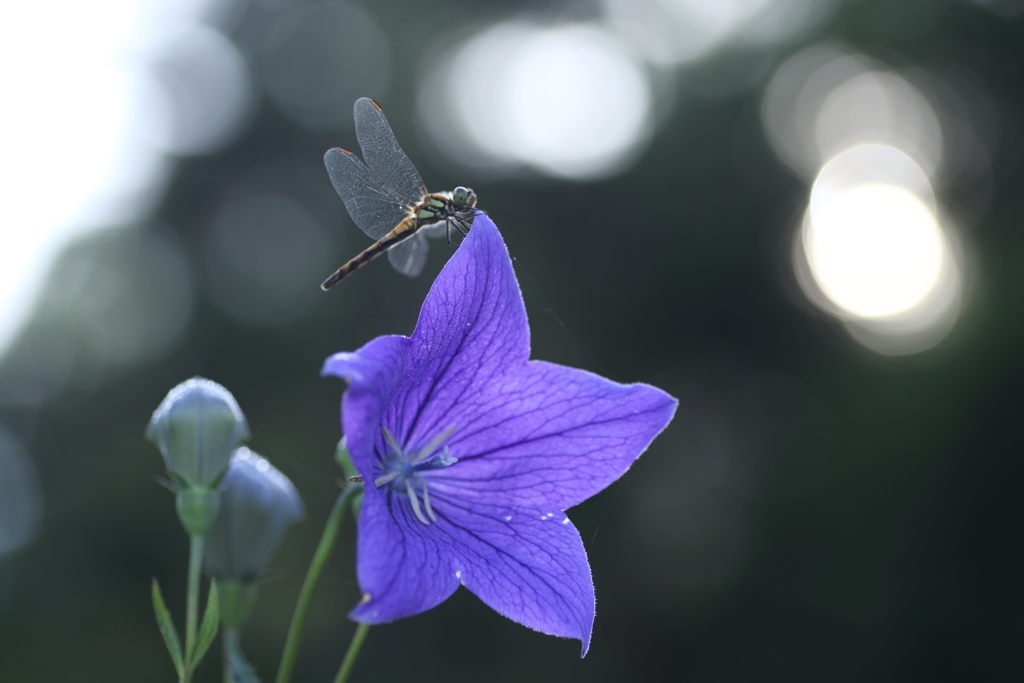 盆花　１