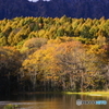 小鳥ケ池秋景