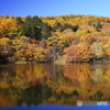 秋の池