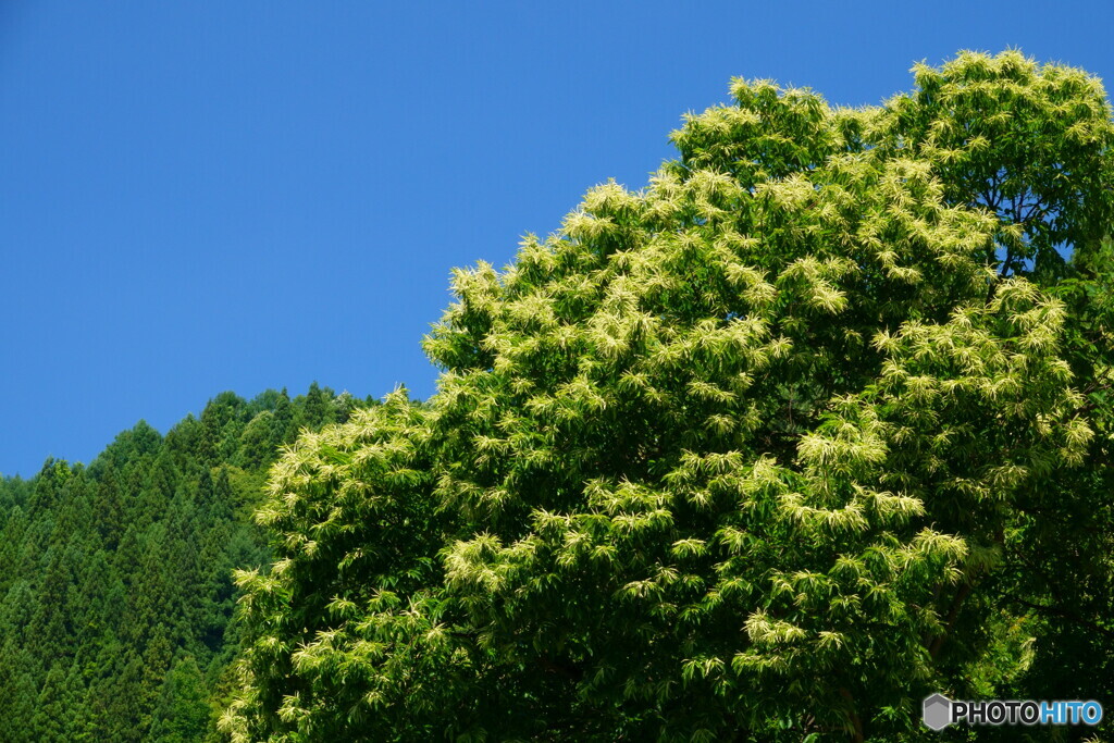 大きな栗の木の下で