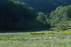 ワタスゲの咲く湿原