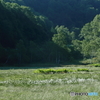 ワタスゲの咲く湿原