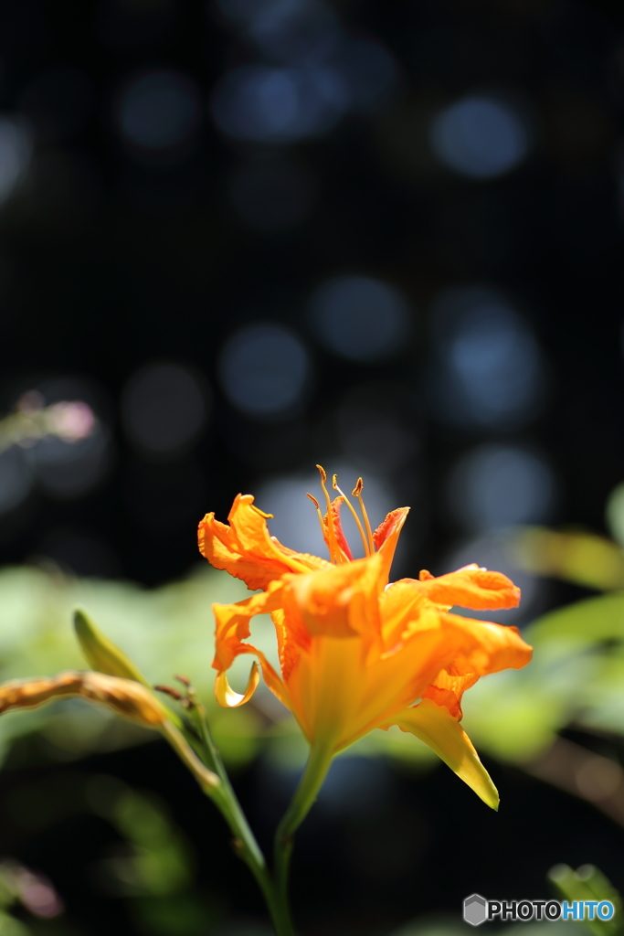 夏の花　７