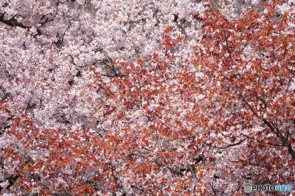 葉桜